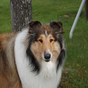 Meet your Posher, Shelby